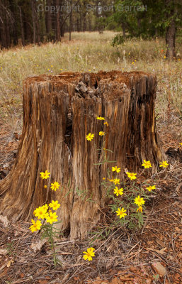 A source of life in death