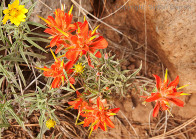 Desert flowers