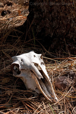 Skull