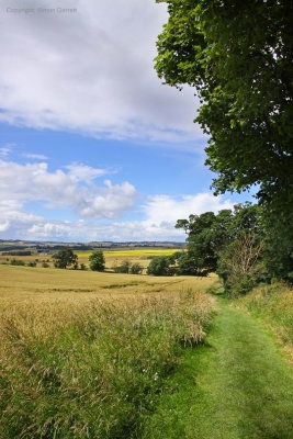 Along the hedgerow