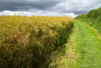 Following the path