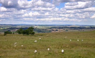Perfect country for sheep