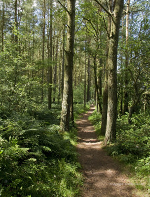 Dappled woods