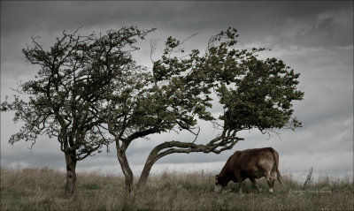 Bleak cow!