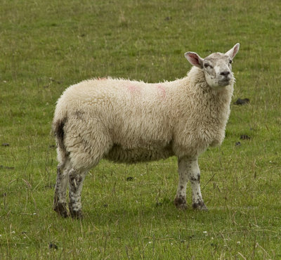 Sheep