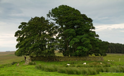 Sheltering under the trees