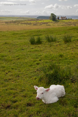 Calf