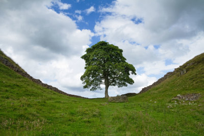 Sycamore Gap