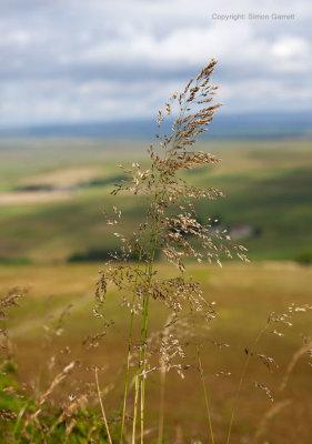 Grass