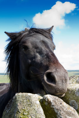 Friendly horse