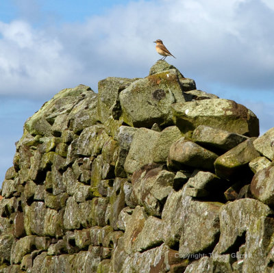 Small brown bird
