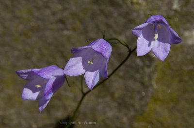 Three bells
