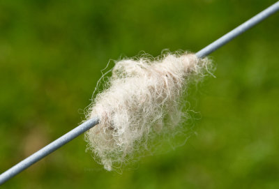 Wool on wire fence