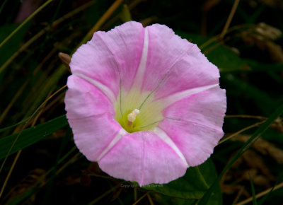 Morning Glory