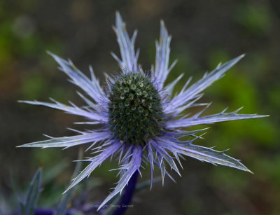 Thistle