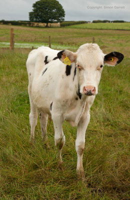 Calf