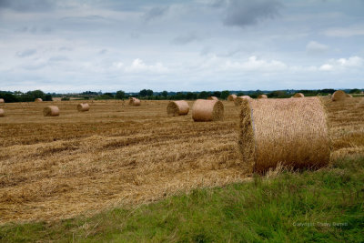 Rolled hay