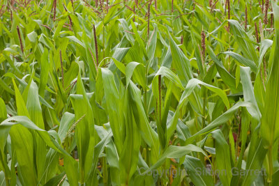 Crops