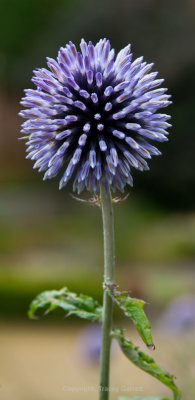 Purple flower
