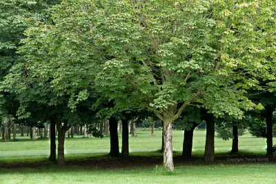 Bitts Park