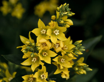 Yellow flowers