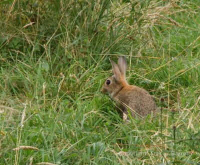 Cute Bunny!