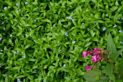 Wild flowers