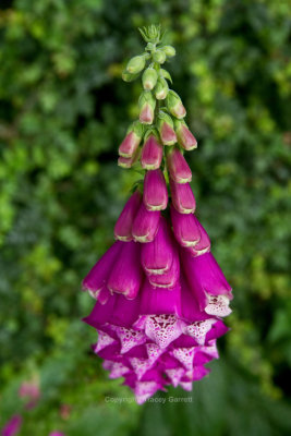 Foxglove