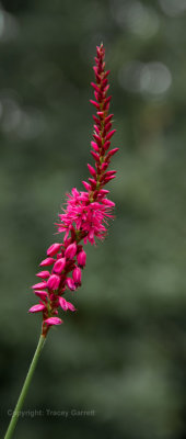 Wildflower