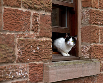 Farm cat