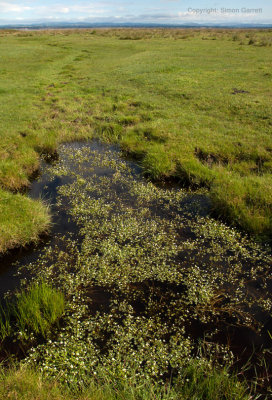 More marshland