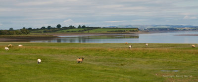 Grazing sheep