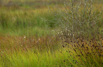 In the nature reserve