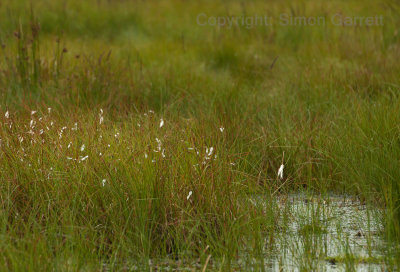 Bog flowers