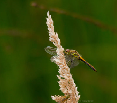 Dragonfly