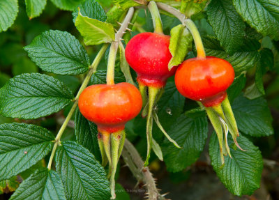 Rose hips