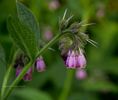 Wild flowers