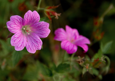 Geranium