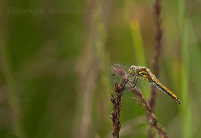 Dragonfly