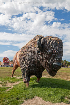Buffalo