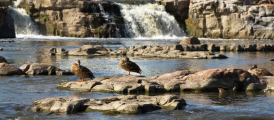 Ducks at the bottom of the falls