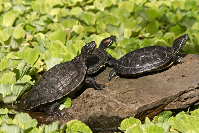 Terrapins