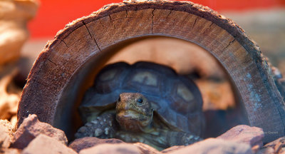 Tortoise