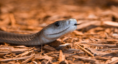 Sssssssss