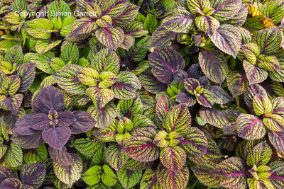 Leaves