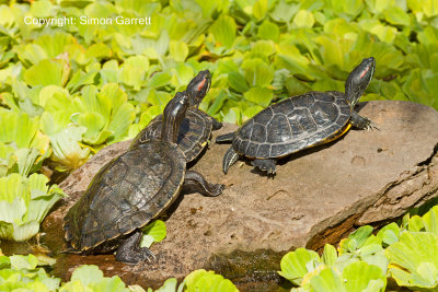 Reptile Gardens