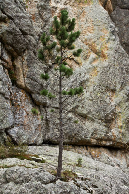 New Pine