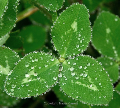 Dew on leaves