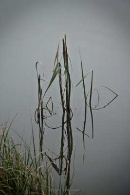 Grasses in lake