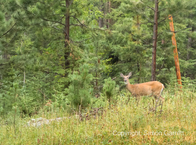 Deer